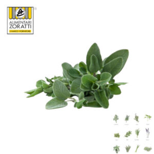salvia-fresca-mazzo